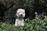WESTIE 019